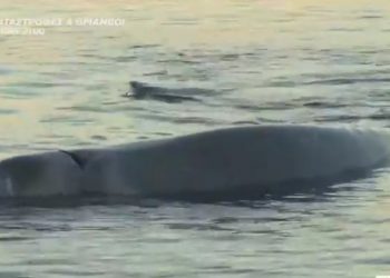 Απίστευτες εικόνες στον Άλιμο: Φάλαινα φυσητήρας εντοπίστηκε στα ρηχά