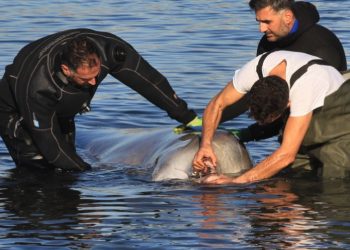 Άσχημα νέα για την Φάλαινα στον Άλιμο: Δυστυχώς αυτή τη στιγμή υποφέρει, λέει ο Γιώργος Αμυράς