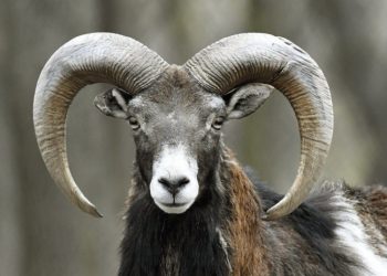 Τραγικό: Πήγε στο χωράφι να ταΐσει τα ζώα και τη «σκότωσε» το κριάρι