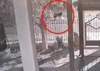 Λύκοι “πολιορκούν” σπίτι σε χωριό της Ημαθίας (video)