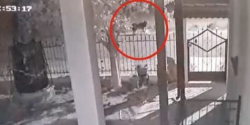 Alldaynews.gr Λύκοι “πολιορκούν” σπίτι σε χωριό της Ημαθίας (video)