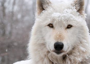 Τρόμος για οικογένεια στην Πάρνηθα: Τους επιτέθηκε λύκος και κατασπάραξε το σκυλί τους