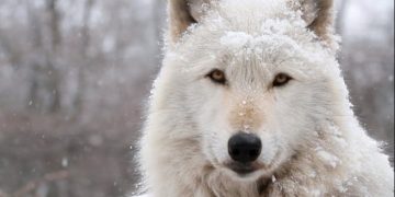 Τρόμος για οικογένεια στην Πάρνηθα: Τους επιτέθηκε λύκος και κατασπάραξε το σκυλί τους