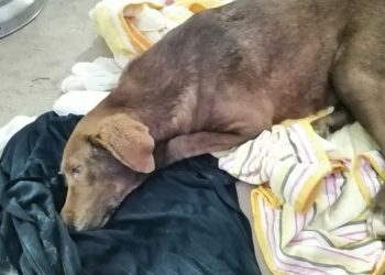 Kτηνωδία: Δηλητηρίασαν την τυφλή σκυλίτσα, που περπάτησε 10χλμ για να βρεθεί στον άνθρωπό της(φωτο)