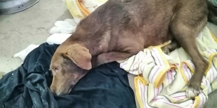 Kτηνωδία: Δηλητηρίασαν την τυφλή σκυλίτσα, που περπάτησε 10χλμ για να βρεθεί στον άνθρωπό της(φωτο)