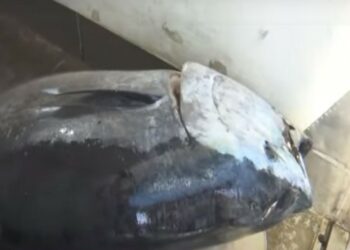 Έπιασαν ”Ψάρι Τέρας”-Το μεγαλύτερο ψάρι που έχει αλιευτεί την τελευταία δεκαετία στην Ελλάδα