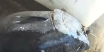 Έπιασαν ”Ψάρι Τέρας”-Το μεγαλύτερο ψάρι που έχει αλιευτεί την τελευταία δεκαετία στην Ελλάδα