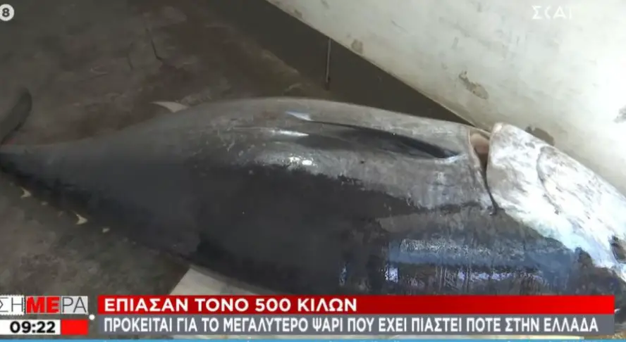 Έπιασαν ''Ψάρι Τέρας''-Το μεγαλύτερο ψάρι που έχει αλιευτεί την τελευταία δεκαετία στην Ελλάδα