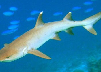 Καρχαρίας ”κόβει βόλτες” στα ρηχά στην Σύρο![photos]