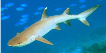 Καρχαρίας ”κόβει βόλτες” στα ρηχά στην Σύρο![photos]