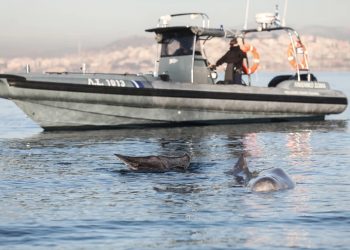Θλιβερή εξέλιξη: Η φάλαινα του Αλίμου βρέθηκε νεκρή στα παράλια της Σαλαμίνας