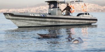 Alldaynews.gr Θλιβερή εξέλιξη: Η φάλαινα του Αλίμου βρέθηκε νεκρή στα παράλια της Σαλαμίνας