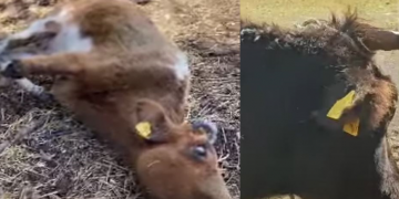 Σκελετωμένες και νεκρές αγελάδες σε κολαστήριο στην Κω – ΣΚΛΗΡΕΣ ΕΙΚΟΝΕΣ