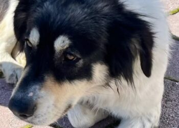 Θεσσαλονίκη: Σώθηκε από τη φωτιά και περιμένει μάταια τη μητέρα και τα δύο παιδιά που ήταν τα αφεντικά του