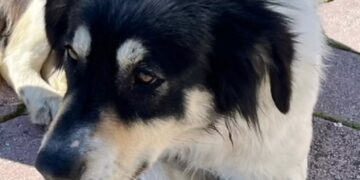 Alldaynews.gr Θεσσαλονίκη: Σώθηκε από τη φωτιά και περιμένει μάταια τη μητέρα και τα δύο παιδιά που ήταν τα αφεντικά του