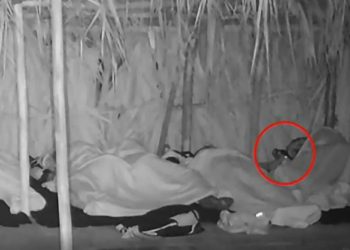 Survivor: Οι συγκάτοικοι στο στρατόπεδο των Διασήμων (video)