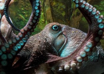 Εύβοια: Ψαράς έπιασε χταπόδι ΤΕΡΑΣ![Video]