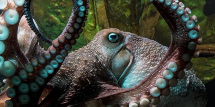 Εύβοια: Ψαράς έπιασε χταπόδι ΤΕΡΑΣ![Video]