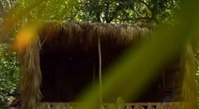 Alldaynews.gr Survivor