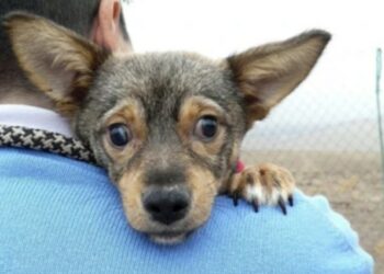 Τυφλό σκυλί που έτρεμε κάτω από αυτοκίνητο βρήκε νέα οικογένεια: «Δεν γρύλισε ούτε δάγκωσε, μας αγκάλιασε»