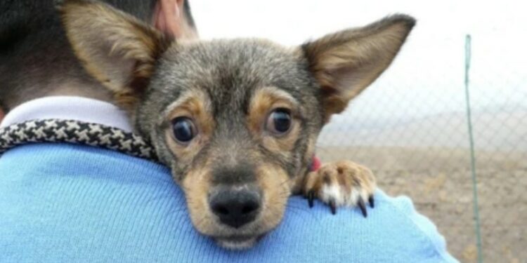 Τυφλό σκυλί που έτρεμε κάτω από αυτοκίνητο βρήκε νέα οικογένεια: «Δεν γρύλισε ούτε δάγκωσε, μας αγκάλιασε»