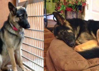 Σπαρακτικό: Ο σκύλος τους δεν κοιμόταν τα βράδια και νόμιζαν ότι ήταν άρρωστος, αλλά ανακάλυψαν την αλήθεια