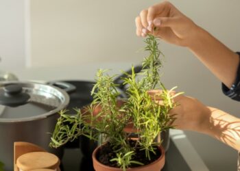 Το μαγικό βοτάνι που διώχνει το άγχος, τονώνει τη μνήμη και την άμυνα