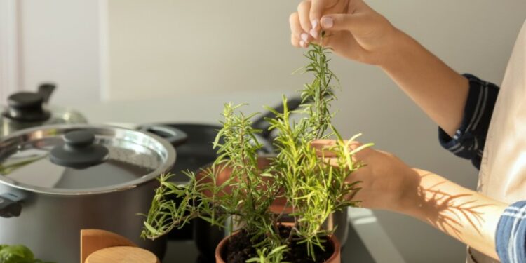 Το μαγικό βοτάνι που διώχνει το άγχος, τονώνει τη μνήμη και την άμυνα