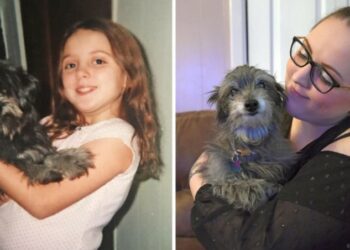 Γυναίκα υιοθετεί ένα ηλικιωμένο σκυλί και ανακαλύπτει ότι είναι ο “καλύτερος φίλος” της που έχασε ως παιδί