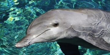 Alldaynews.gr δελφίνι delfini dolfin dolphin