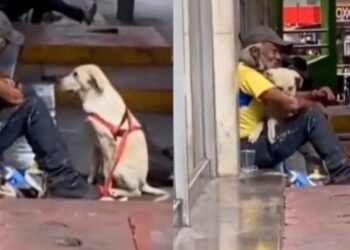 Συγκινητικό: Σκύλος πλησιάζει άστεγο και τον «αγκαλιάζει» – Του έδωσε την αγάπη που χρειαζόταν