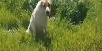 Alldaynews.gr Εύοσμος: Έκοψαν με ψαλίδι το αυτί σκυλίτσας – Είναι κομμένη και η ουρά της