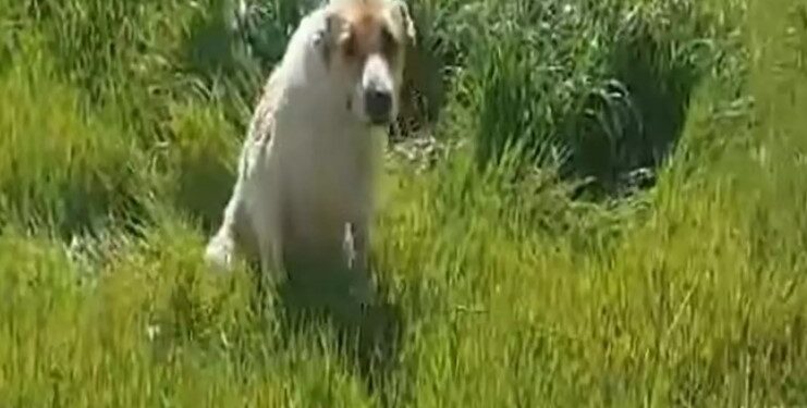 Alldaynews.gr Εύοσμος: Έκοψαν με ψαλίδι το αυτί σκυλίτσας – Είναι κομμένη και η ουρά της