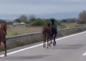 Εθνική οδός: Άλογα τρέχουν δίπλα στα αυτοκίνητα! (video)