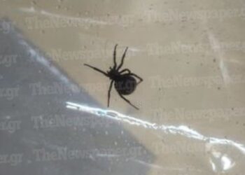 Alldaynews.gr «Mαύρη χήρα» τσίμπησε 4χρονo: Εκτάκτως στην Αθήνα