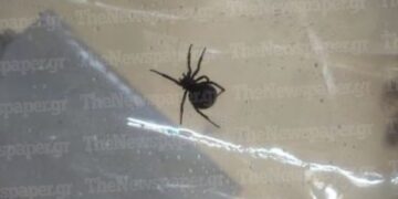 Alldaynews.gr «Mαύρη χήρα» τσίμπησε 4χρονo: Εκτάκτως στην Αθήνα