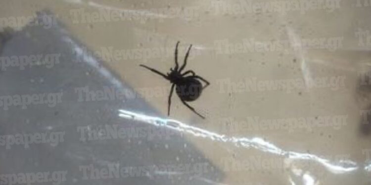 Alldaynews.gr «Mαύρη χήρα» τσίμπησε 4χρονo: Εκτάκτως στην Αθήνα