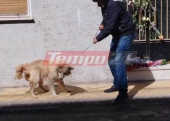 Πάτρα: Πήραν τον σκύλο της οικογένειας που ήταν ακόμα στο σπίτι-Λουλούδια και μπαλόνια στη μνήμη των παιδιών[photos]