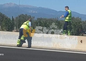 Γάτα γέννησε στη μέση της Εθνικής Οδού-Επιχείρηση από εθελοντές, Νεά οδό και Αστυνομία[photos]
