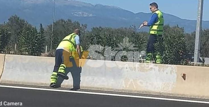 Γάτα γέννησε στη μέση της Εθνικής Οδού-Επιχείρηση από εθελοντές, Νεά οδό και Αστυνομία[photos]