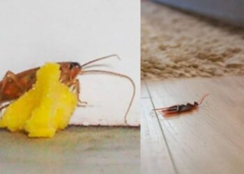 Alldaynews.gr Κατσαρίδες τέλος! Φτιάξτε με 2 μόνο υλικά, αυτές τις σπιτικές μπαλίτσες και απαλλαχτείτε μια για πάντα