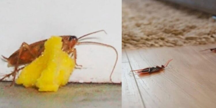 Alldaynews.gr Κατσαρίδες τέλος! Φτιάξτε με 2 μόνο υλικά, αυτές τις σπιτικές μπαλίτσες και απαλλαχτείτε μια για πάντα