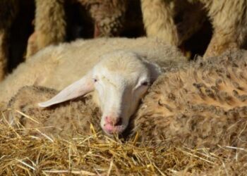 Alldaynews.gr Κρήτη: Συνελήφθη 46χρονη γυναίκα που έσφαζε αρνί