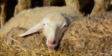 Alldaynews.gr Κρήτη: Συνελήφθη 46χρονη γυναίκα που έσφαζε αρνί