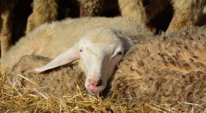 Alldaynews.gr Κρήτη: Συνελήφθη 46χρονη γυναίκα που έσφαζε αρνί