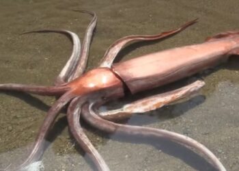 Σπάνιο θέαμα: Γιγάντιο καλαμάρι “ξεβράστηκε” ζωντανό (video)