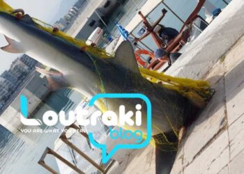 Ψάρεψαν καρχαρία 4 μέτρων και βάρους 1 τόνου – Εικόνες από τη μεγάλη ψαριά