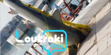 Alldaynews.gr Ψάρεψαν καρχαρία 4 μέτρων και βάρους 1 τόνου – Εικόνες από τη μεγάλη ψαριά