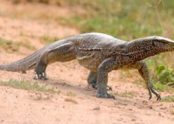 Φρίκη: Τέσσερις άνδρες Βίασαν, Σκότωσαν και Έφαγαν Σαύρα