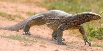 Φρίκη: Τέσσερις άνδρες Βίασαν, Σκότωσαν και Έφαγαν Σαύρα